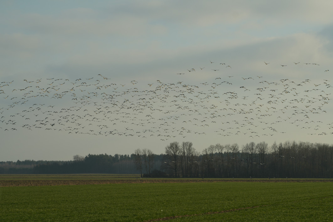 1/800 s, f/5, ISO 100, 135.0 mm