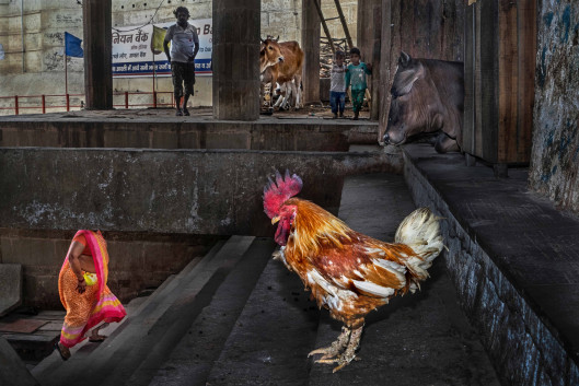 fot. Md Enamul Kabir, Coexistence, 1. miejsce w kategorii Streets i główna nagroda w konkursie / Urban Photo Awards 2019