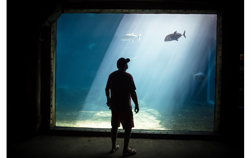 fot. Daniel Frymark, Radio Weekend / Testigo Documentary. 3. miejsce w kategorii Środowisko.

Republika Południowej Afryki. Oceanarium uShaka Sea World w Durbanie jest piątym co do wielkości na świecie. 15 maja 2016.
