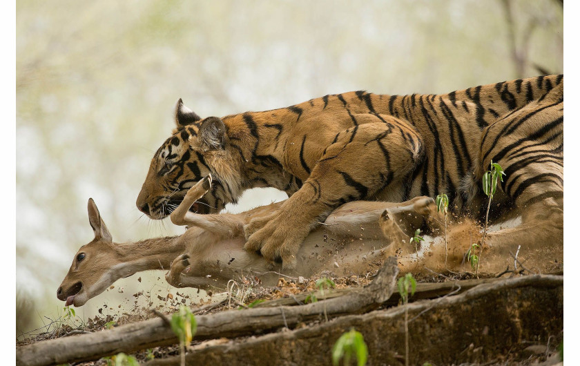 Shivang Mehta, THE HUNT, II miejsce w kategorii Animals in their Environment Siena International Photo Awards 2018