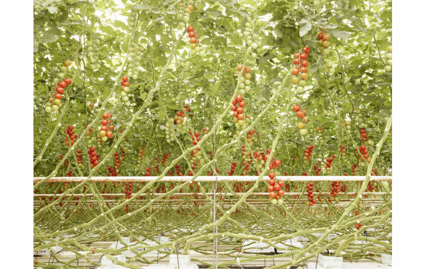 Tomato trusses in Middenmeer, the Netherlands (c) Henrik Spohler, dzięki uprzejmości Hatje Cantz