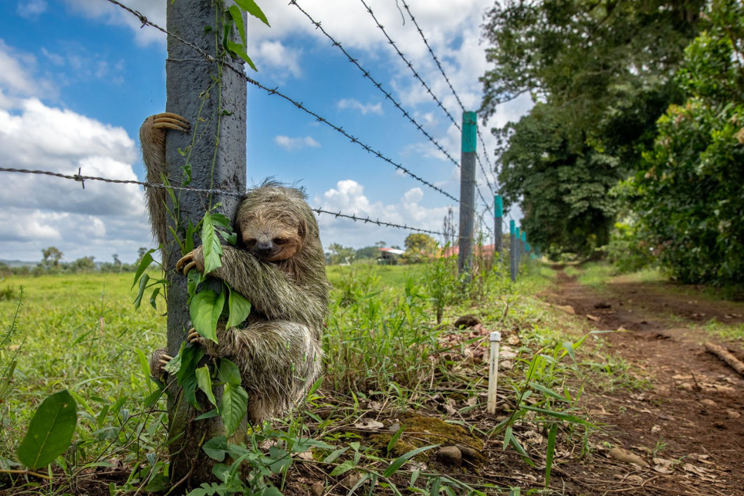 No Place Like Home, fot. Emmanuel Tardy (Francja) / Wildlife Photographer of the Year 2025