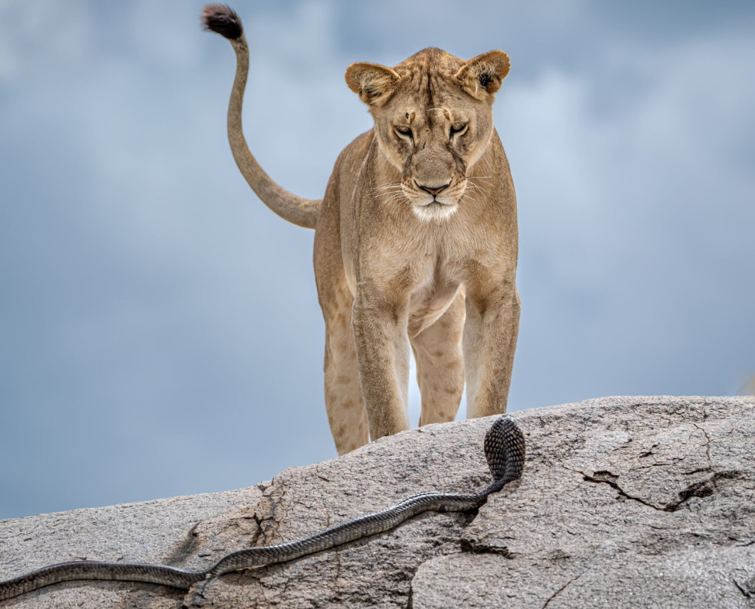 Wake-up Call, fot. Gabriella Comi (Włochy) / Wildlife Photographer of the Year 2025