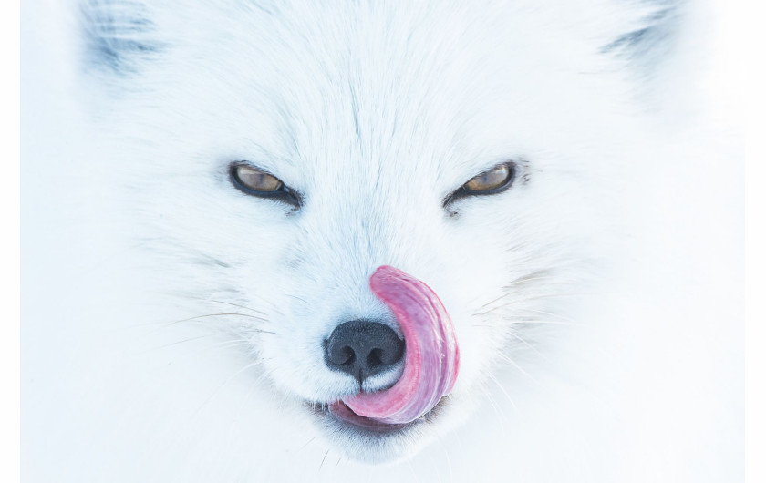 Peter Mather, ARCTIC FOX, III miejsce w kategorii Animals in their Environment Siena International Photo Awards 2018