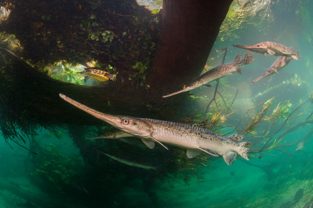 Fragile River of Life, fot. Isaac Szabo (USA) /  Wildlife Photographer of the Year 2025