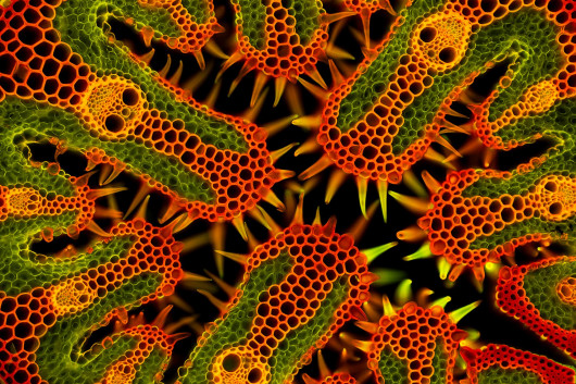 Pierwsze miejsce w kat. Micro / Close-up Photographer of the Year 5 / fot. Gerhard Vlcek