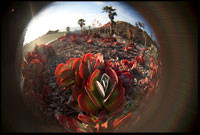 Lensbaby Fisheye i Soft Focus