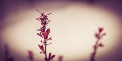 Adobe Lightroom w małym palcu – efekt lomo
