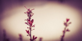 Adobe Lightroom w małym palcu – efekt lomo