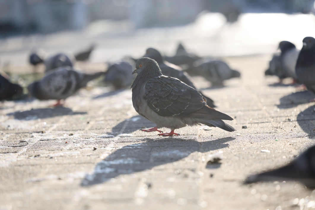 1/1000 s, f/2.8, ISO 100, 97.0 mm