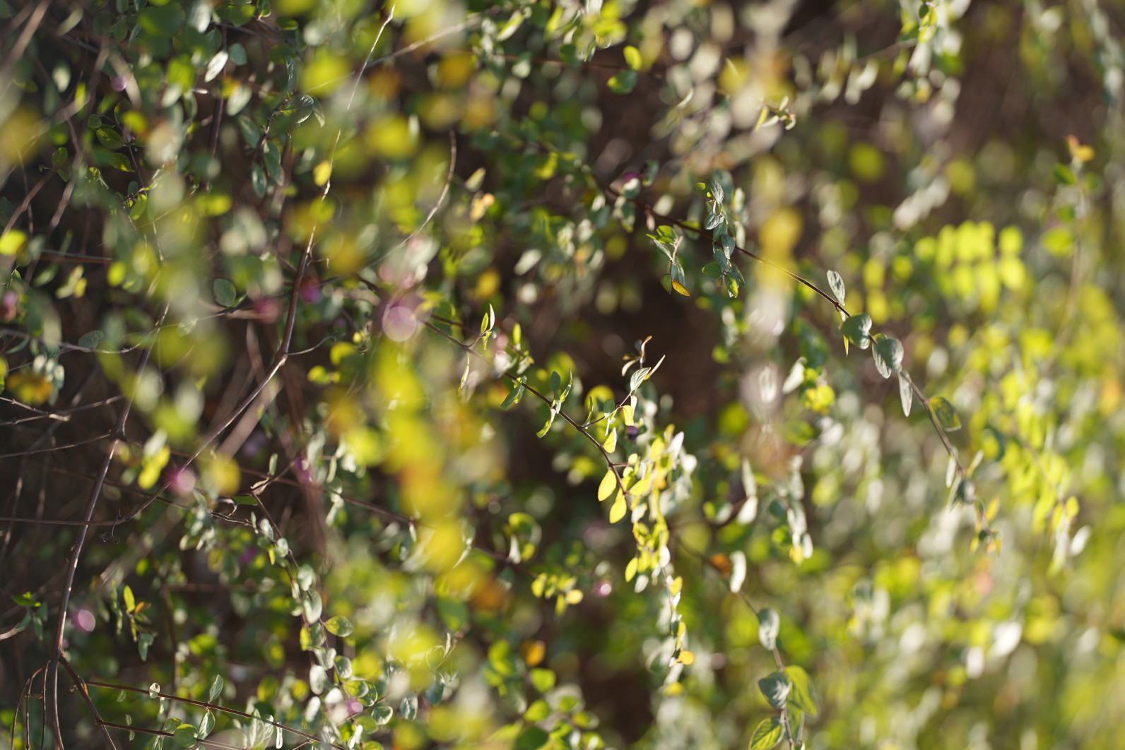 1/1000 s, f/1.8, ISO 100, 135.0 mm