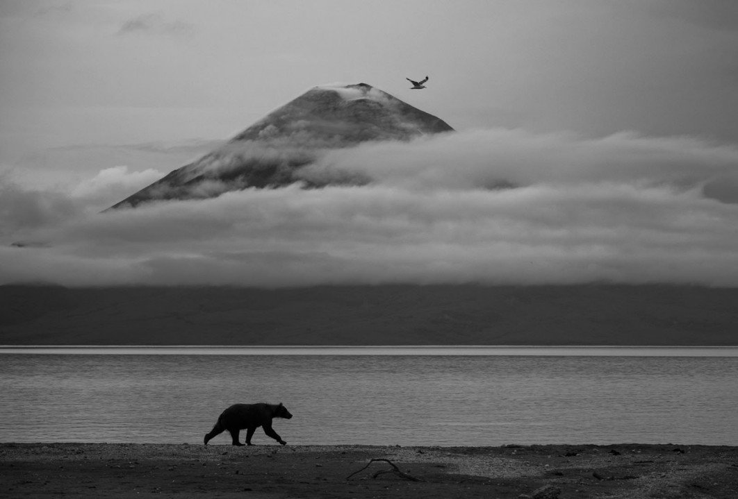 Essence of Kamchatka, fot. Kesshav Vikram (Indie) / Wildlife Photographer of the Year 2025