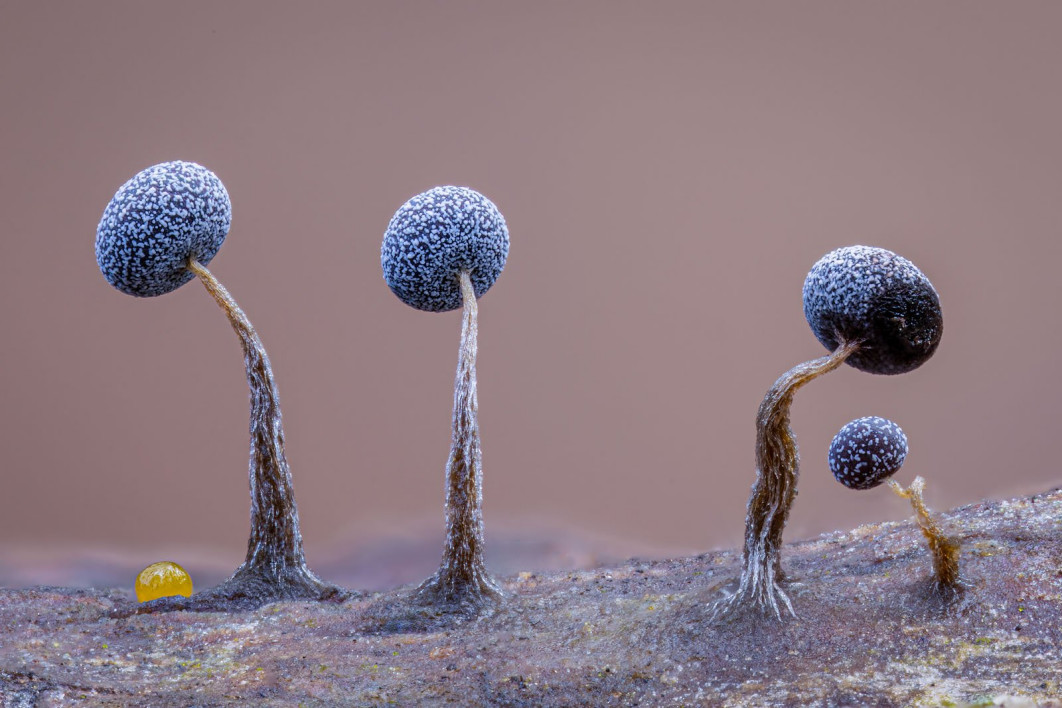 Slime Family Portrait, fot. Kutub Uddin (Bangladesz) / Wildlife Photographer of the Year 2025