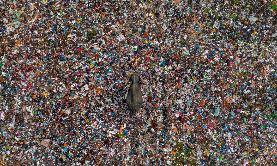 Toxic Tip, fot. Lakshitha Karunarathna (Sri Lanka) / Wildlife Photographer of the Year 2025
