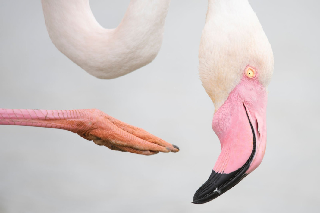 Pink Pose, fot. Leana Kuster (Szwajcaria) / Wildlife Photographer of the Year 2025