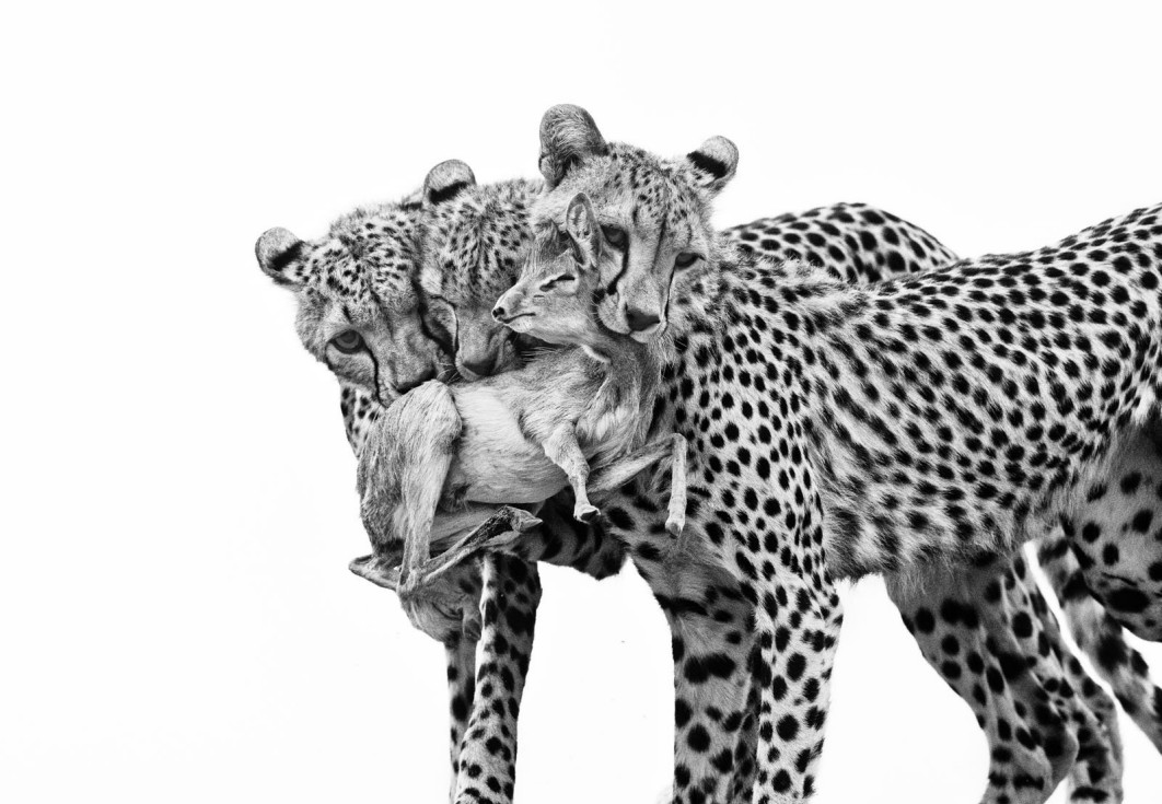 Deadly Lessons, fot. Marina Cano (Hiszpania) / Wildlife Photographer of the Year 2025