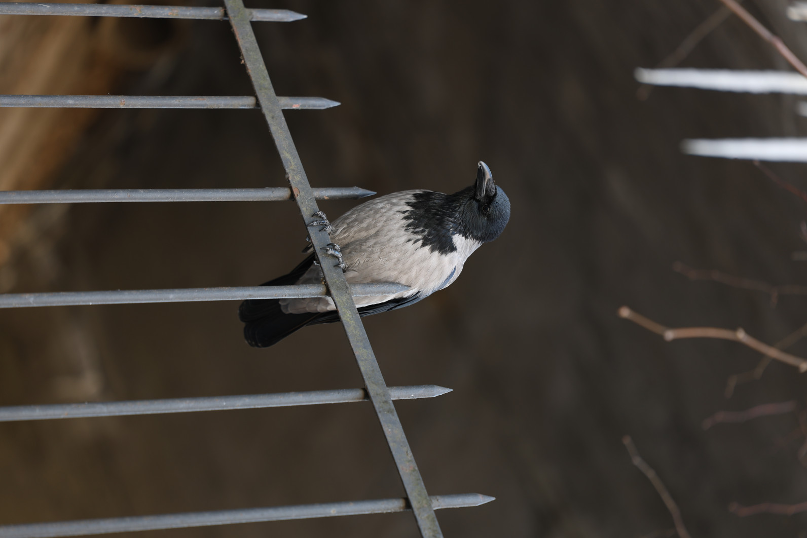 1/50 s, f/2.8, ISO 100, 105.0 mm