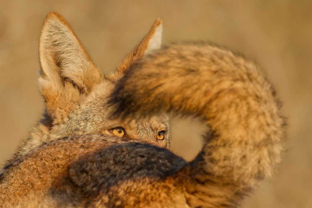 A Tale of Two Coyotes, fot. Parham Pourahmad (USA) / Wildlife Photographer of the Year 2025