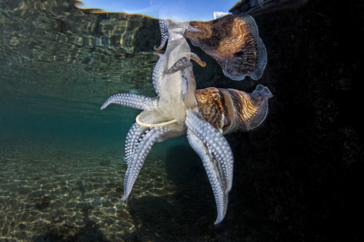 Fot. Pasquale Vassallo, Underwater Pollution, 1. miejsce eq-aequo w kat. Storyboard / Siena International Photo AwardsW ostatnich latach Pasquale skupił się na badaniu reakcji organizmów morskich na zanieczyszczenia środowiska, prezentując wyniki swojej pracy w tym portfolio. Obrazy te są jednak jedynie oknami na rozległy wpływ, jaki wywieramy na nasze oceany. Niektóre ujęcia pokazują organizmy morskie zmagające się z adaptacją do wyrzucanych przez nas odpadów. To surowe przypomnienie: nasze oceany duszą się pod ciężarem plastikowych zanieczyszczeń, a prognozy sugerują, że do 2050 r. mogą one przeważać nad życiem morskim.