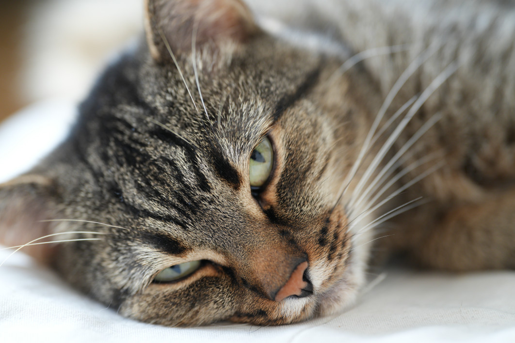 1/60 s, f/2.8, ISO 800, 135.0 mm