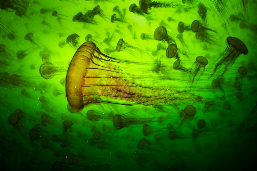 Jelly Smack Summer, fot. Ralph Pace (USA) / Wildlife Photographer of the Year 2025