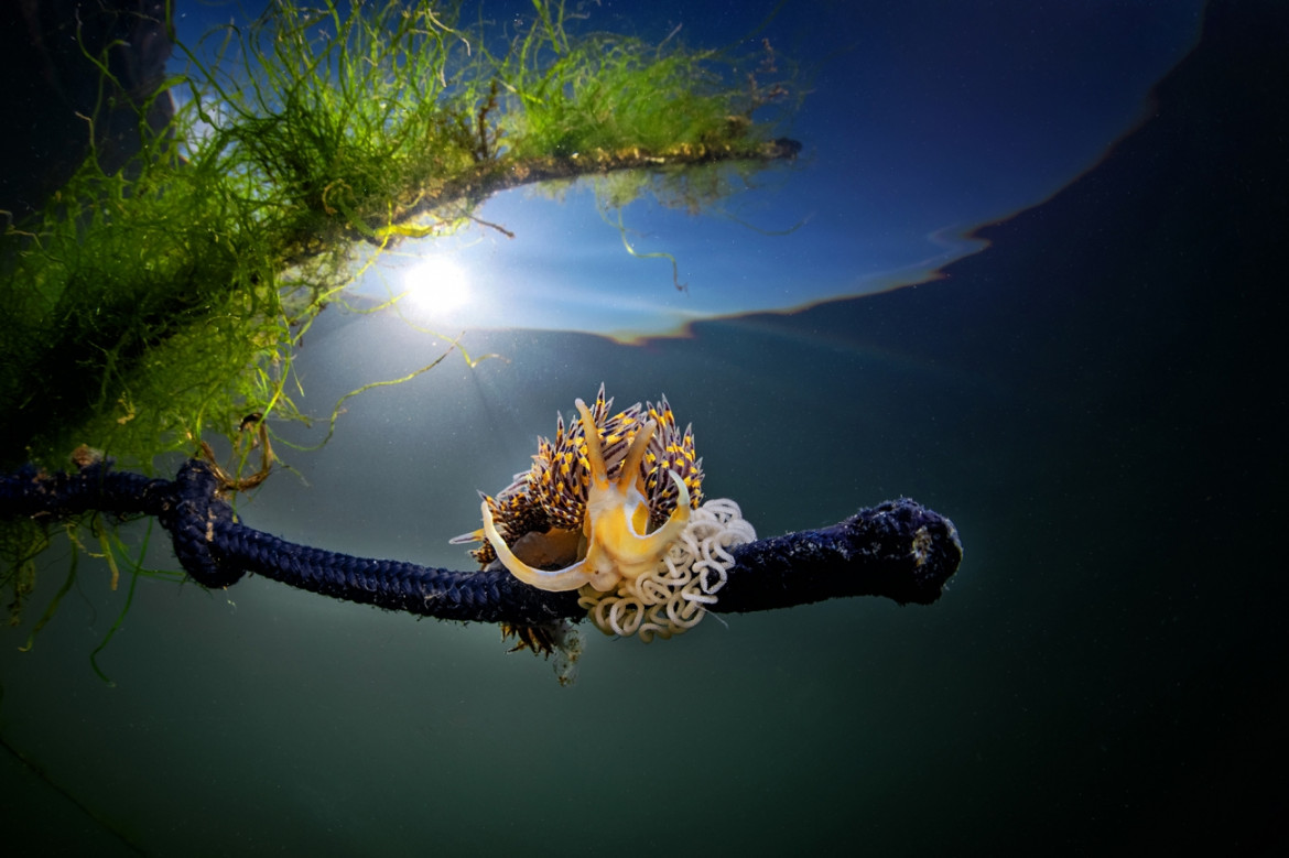 Fot. Pasquale Vassallo, "Underwater Pollution", 1. miejsce eq-aequo w kat. Storyboard / Siena International Photo Awards<br></br><br></br>W ostatnich latach Pasquale skupił się na badaniu reakcji organizmów morskich na zanieczyszczenia środowiska, prezentując wyniki swojej pracy w tym portfolio. Obrazy te są jednak jedynie oknami na rozległy wpływ, jaki wywieramy na nasze oceany. Niektóre ujęcia pokazują organizmy morskie zmagające się z adaptacją do wyrzucanych przez nas odpadów. To surowe przypomnienie: nasze oceany duszą się pod ciężarem plastikowych zanieczyszczeń, a prognozy sugerują, że do 2050 r. mogą one przeważać nad życiem morskim.