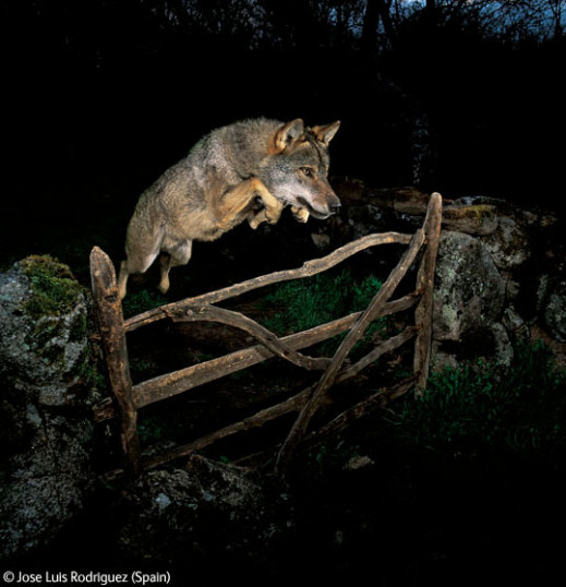 Wildlife Photographer of the Year 2009 - wyniki