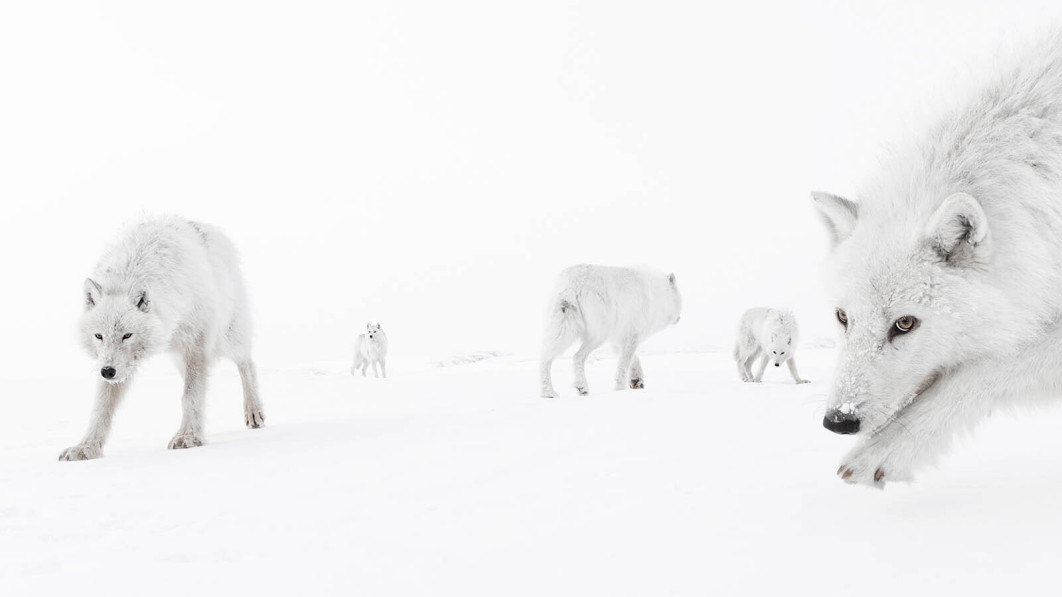Inside the Pack, fot.  Amit Eshel (Izrael) / Wildlife Photographer of the Year 2025