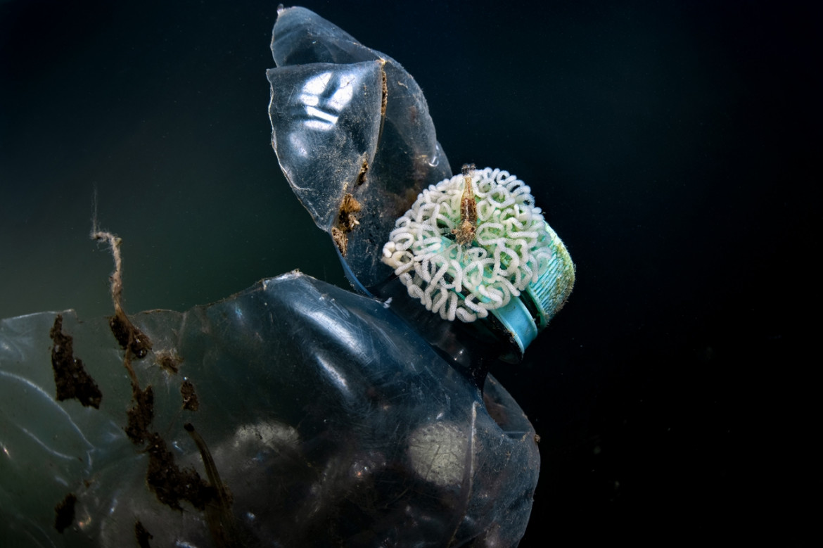 Fot. Pasquale Vassallo, "Underwater Pollution", 1. miejsce eq-aequo w kat. Storyboard / Siena International Photo Awards<br></br><br></br>W ostatnich latach Pasquale skupił się na badaniu reakcji organizmów morskich na zanieczyszczenia środowiska, prezentując wyniki swojej pracy w tym portfolio. Obrazy te są jednak jedynie oknami na rozległy wpływ, jaki wywieramy na nasze oceany. Niektóre ujęcia pokazują organizmy morskie zmagające się z adaptacją do wyrzucanych przez nas odpadów. To surowe przypomnienie: nasze oceany duszą się pod ciężarem plastikowych zanieczyszczeń, a prognozy sugerują, że do 2050 r. mogą one przeważać nad życiem morskim.