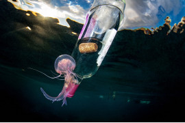 Fot. Pasquale Vassallo, "Underwater Pollution", 1. miejsce eq-aequo w kat. Storyboard / Siena International Photo Awards<br></br><br></br>W ostatnich latach Pasquale skupił się na badaniu reakcji organizmów morskich na zanieczyszczenia środowiska, prezentując wyniki swojej pracy w tym portfolio. Obrazy te są jednak jedynie oknami na rozległy wpływ, jaki wywieramy na nasze oceany. Niektóre ujęcia pokazują organizmy morskie zmagające się z adaptacją do wyrzucanych przez nas odpadów. To surowe przypomnienie: nasze oceany duszą się pod ciężarem plastikowych zanieczyszczeń, a prognozy sugerują, że do 2050 r. mogą one przeważać nad życiem morskim.