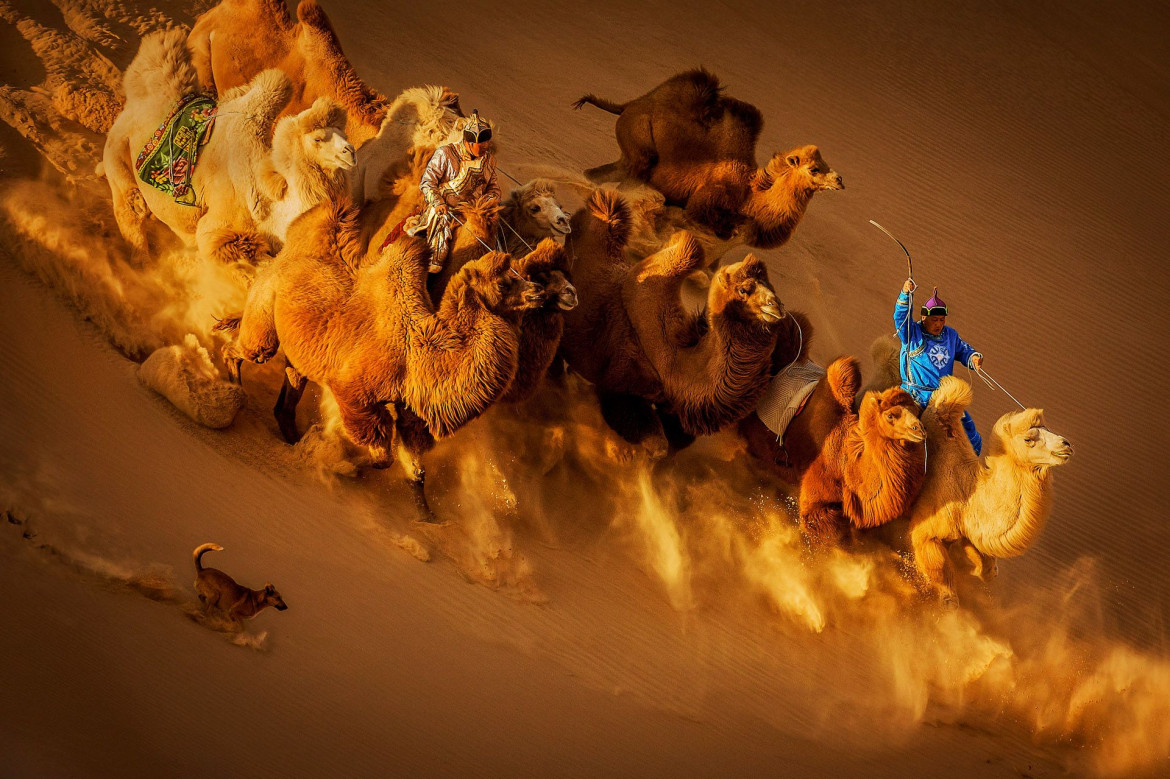 Weiguo Hu, CAMELS IN THE DESERT, II miejsce w kategorii "General Color" Siena International Photo Awards 2018