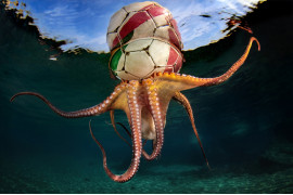 Fot. Pasquale Vassallo, "Underwater Pollution", 1. miejsce eq-aequo w kat. Storyboard / Siena International Photo Awards<br></br><br></br>W ostatnich latach Pasquale skupił się na badaniu reakcji organizmów morskich na zanieczyszczenia środowiska, prezentując wyniki swojej pracy w tym portfolio. Obrazy te są jednak jedynie oknami na rozległy wpływ, jaki wywieramy na nasze oceany. Niektóre ujęcia pokazują organizmy morskie zmagające się z adaptacją do wyrzucanych przez nas odpadów. To surowe przypomnienie: nasze oceany duszą się pod ciężarem plastikowych zanieczyszczeń, a prognozy sugerują, że do 2050 r. mogą one przeważać nad życiem morskim.