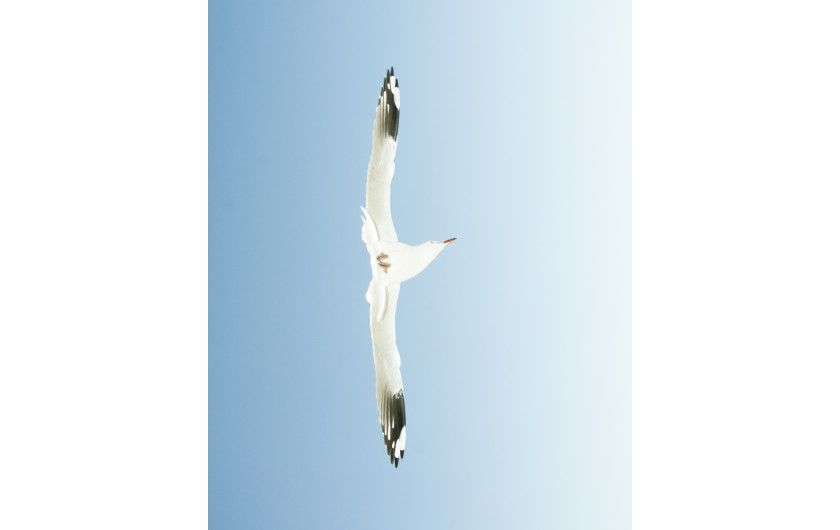 fot. Katrin Koenning