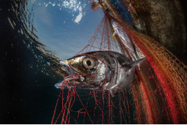 Fot. Pasquale Vassallo, "Underwater Pollution", 1. miejsce eq-aequo w kat. Storyboard / Siena International Photo Awards<br></br><br></br>W ostatnich latach Pasquale skupił się na badaniu reakcji organizmów morskich na zanieczyszczenia środowiska, prezentując wyniki swojej pracy w tym portfolio. Obrazy te są jednak jedynie oknami na rozległy wpływ, jaki wywieramy na nasze oceany. Niektóre ujęcia pokazują organizmy morskie zmagające się z adaptacją do wyrzucanych przez nas odpadów. To surowe przypomnienie: nasze oceany duszą się pod ciężarem plastikowych zanieczyszczeń, a prognozy sugerują, że do 2050 r. mogą one przeważać nad życiem morskim.