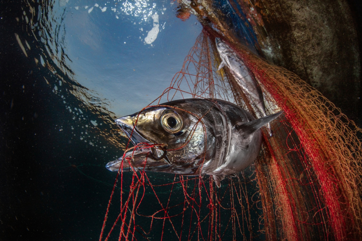 Fot. Pasquale Vassallo, "Underwater Pollution", 1. miejsce eq-aequo w kat. Storyboard / Siena International Photo Awards<br></br><br></br>W ostatnich latach Pasquale skupił się na badaniu reakcji organizmów morskich na zanieczyszczenia środowiska, prezentując wyniki swojej pracy w tym portfolio. Obrazy te są jednak jedynie oknami na rozległy wpływ, jaki wywieramy na nasze oceany. Niektóre ujęcia pokazują organizmy morskie zmagające się z adaptacją do wyrzucanych przez nas odpadów. To surowe przypomnienie: nasze oceany duszą się pod ciężarem plastikowych zanieczyszczeń, a prognozy sugerują, że do 2050 r. mogą one przeważać nad życiem morskim.