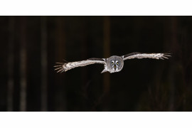 Lasse Kurkela, GREAT GREY OWL IN DARK FOREST, II miejsce w kategorii "Under 20" Siena International Photo Awards 2018