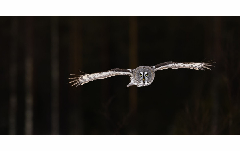 Lasse Kurkela, GREAT GREY OWL IN DARK FOREST, II miejsce w kategorii Under 20 Siena International Photo Awards 2018