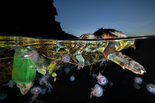 Fot. Pasquale Vassallo, Underwater Pollution, 1. miejsce eq-aequo w kat. Storyboard / Siena International Photo AwardsW ostatnich latach Pasquale skupił się na badaniu reakcji organizmów morskich na zanieczyszczenia środowiska, prezentując wyniki swojej pracy w tym portfolio. Obrazy te są jednak jedynie oknami na rozległy wpływ, jaki wywieramy na nasze oceany. Niektóre ujęcia pokazują organizmy morskie zmagające się z adaptacją do wyrzucanych przez nas odpadów. To surowe przypomnienie: nasze oceany duszą się pod ciężarem plastikowych zanieczyszczeń, a prognozy sugerują, że do 2050 r. mogą one przeważać nad życiem morskim.
