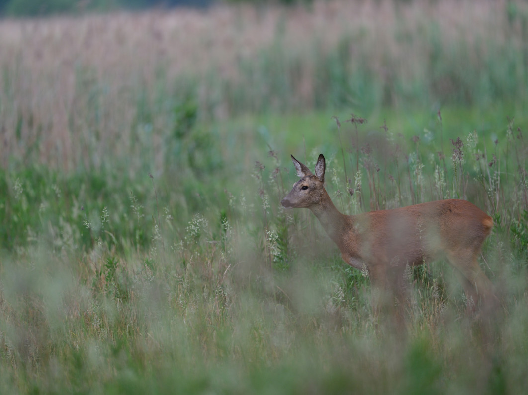 1/680 s, f/5.6, ISO 1600, 500.0 mm