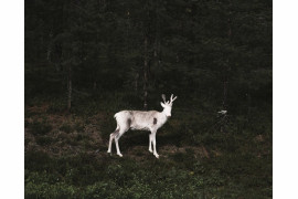 fot. Terje Abusdal, z cyklu "Slash & Burn"