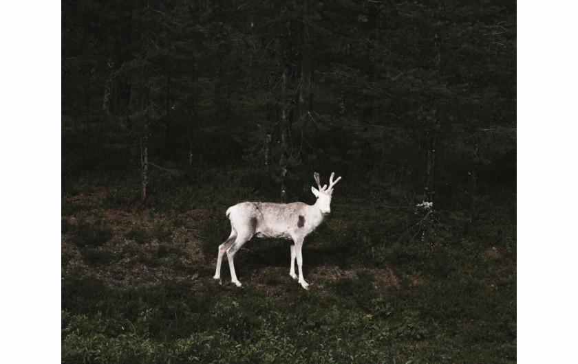 fot. Terje Abusdal, z cyklu Slash & Burn