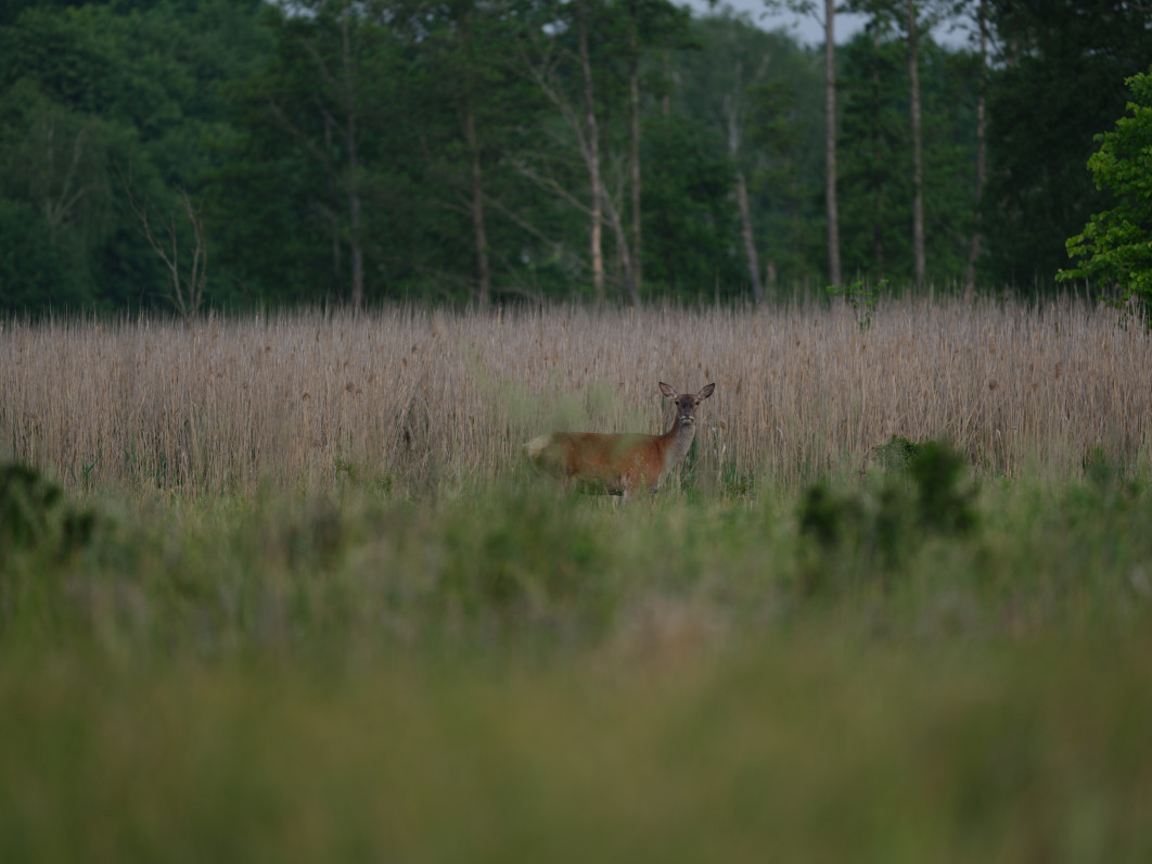 1/800 s, f/5.6, ISO 400, 500.0 mm