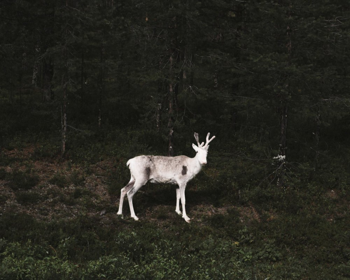 fot. Terje Abusdal, z cyklu "Slash & Burn"