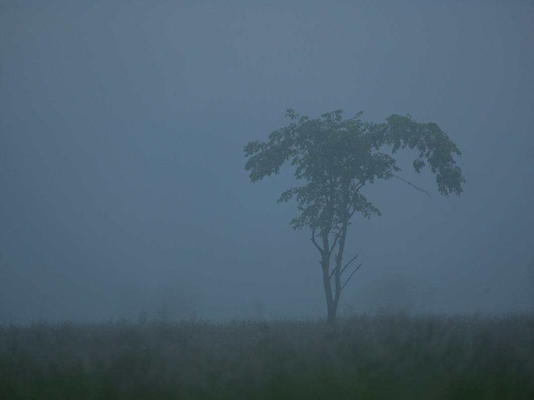1/480 s, f/5.6, ISO 320, 500.0 mm