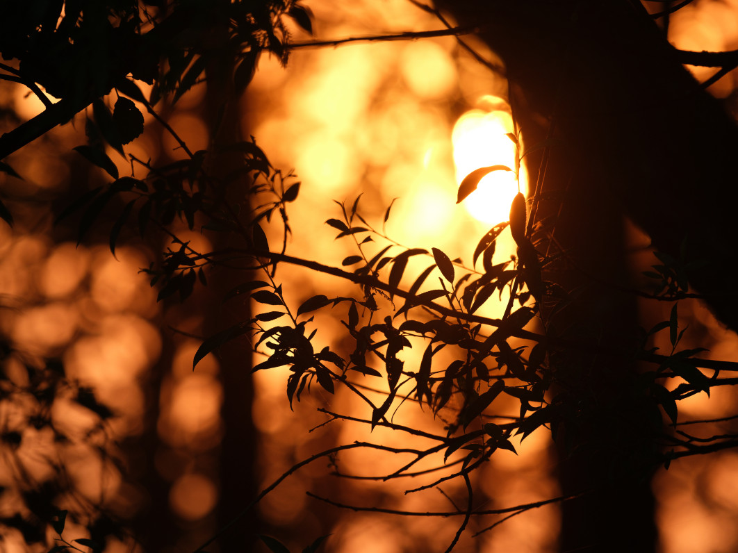 1/170 s, f/8, ISO 1600, 500.0 mm