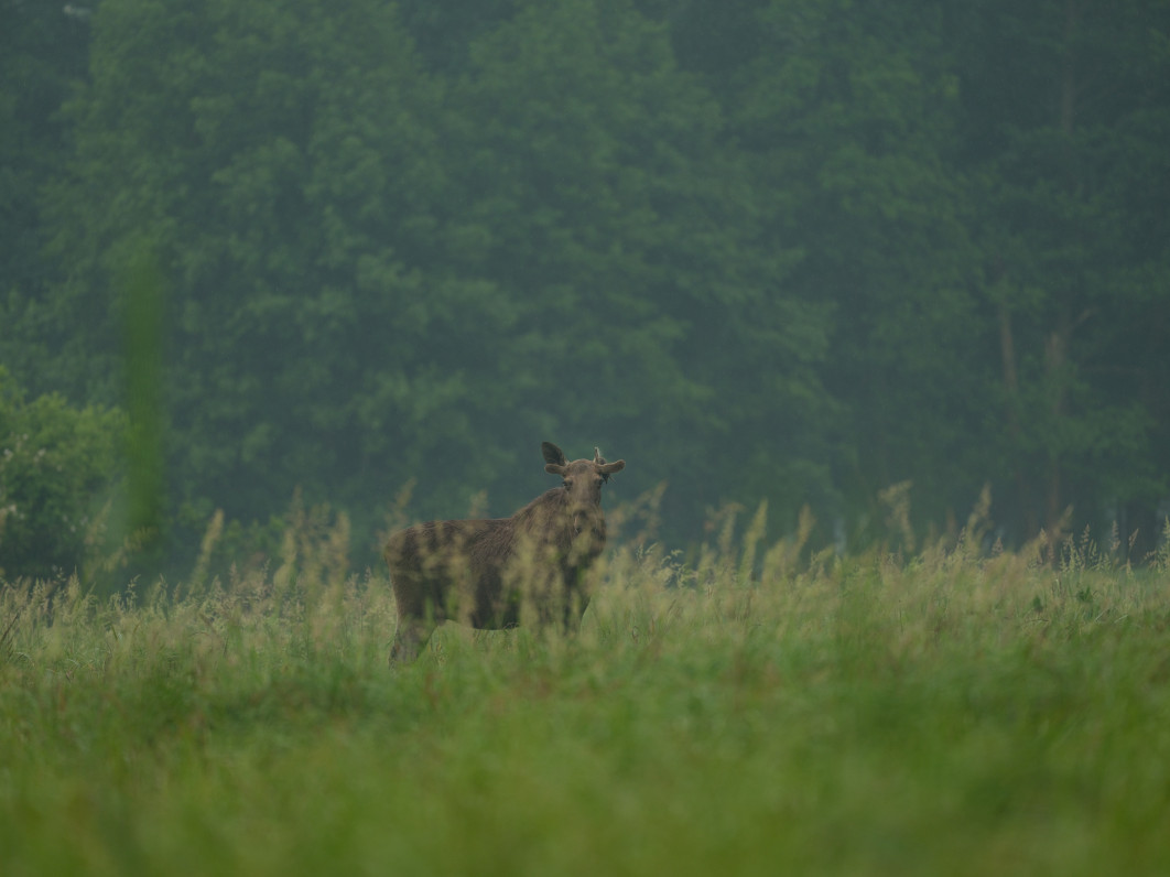 1/550 s, f/5.6, ISO 800, 500.0 mm