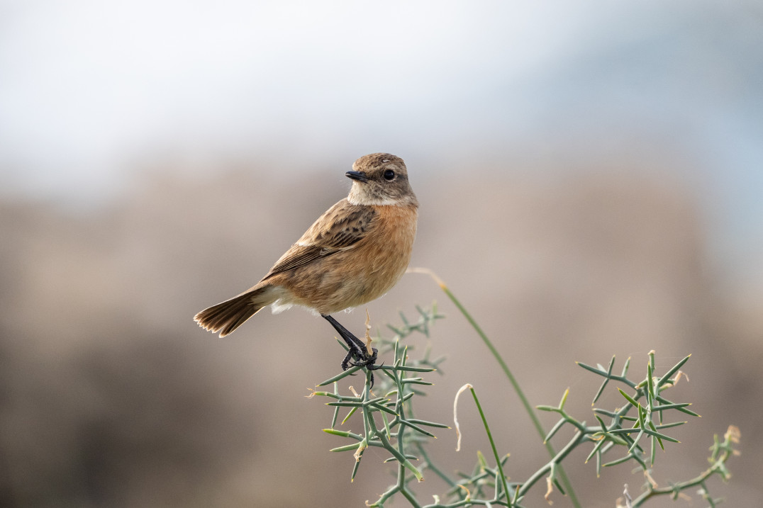 W poszukiwaniu idealnego zestawu do fotografowania ptaków, czyli Sony Alpha 7 V + FE 400-800 mm w praktyce