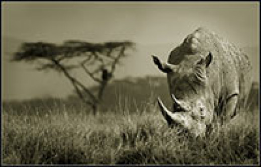 Fotografowanie na safari - rozmowa z Maciejem Radomskim