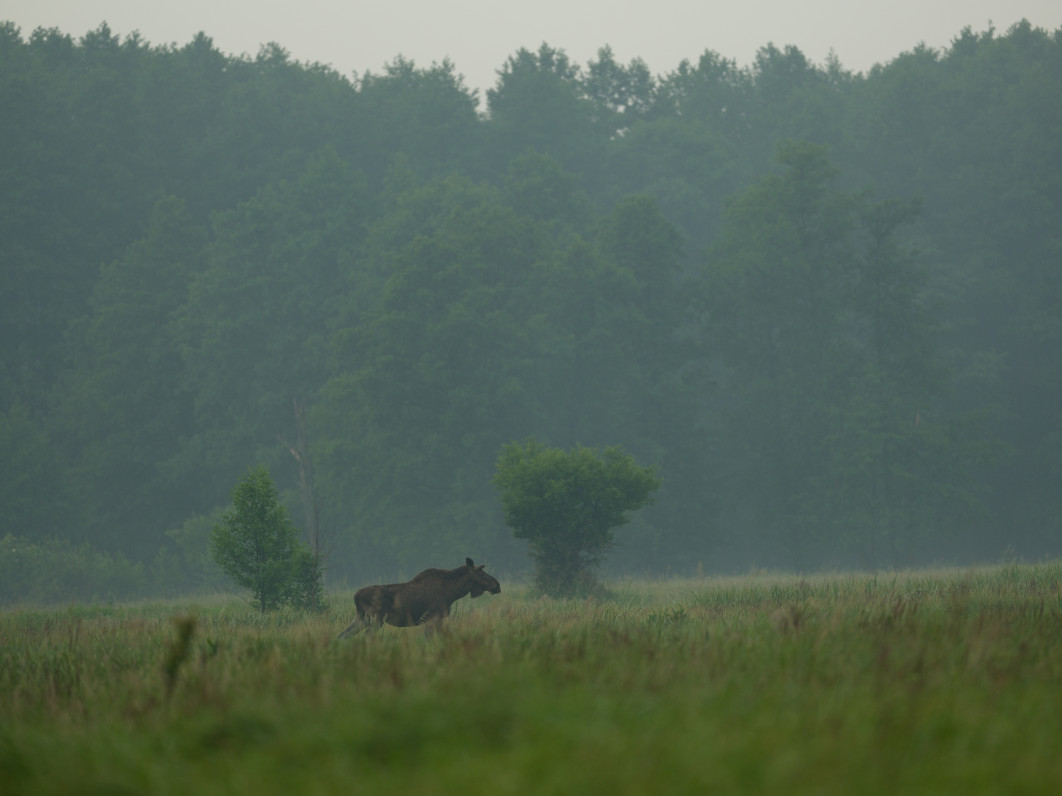 1/850 s, f/5.6, ISO 800, 500.0 mm