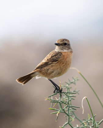 W poszukiwaniu idealnego zestawu do fotografowania ptaków, czyli Sony Alpha 7 V + FE 400-800 mm w praktyce